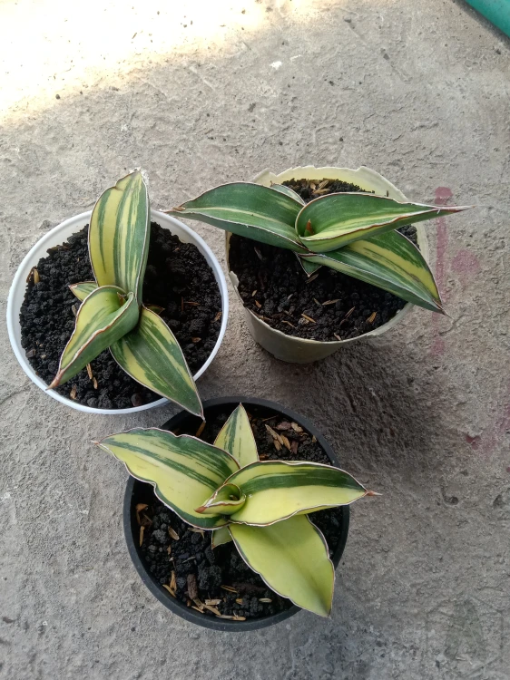 Sansevieria (5).webp