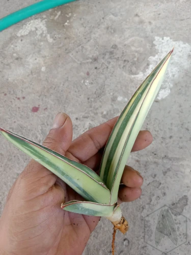 Sansevieria (3).webp