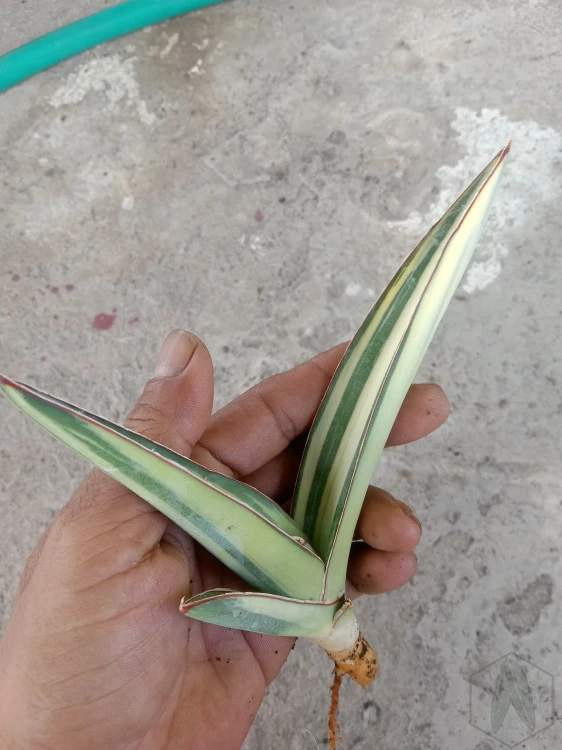 Sansevieria (3).webp