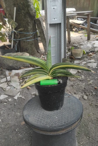 Sansevieria (6).webp