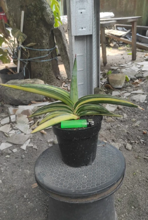 Sansevieria (6).webp
