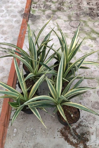 Sansevieria (7).webp