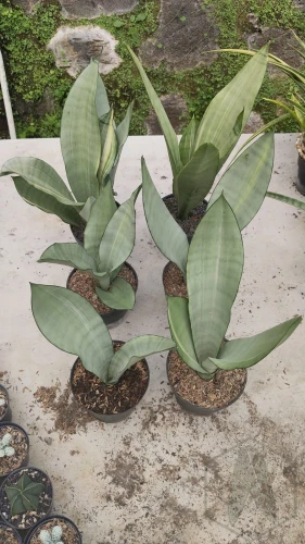 Sansevieria (8).webp