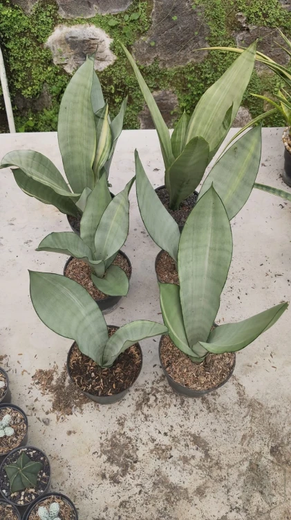 Sansevieria (8).webp