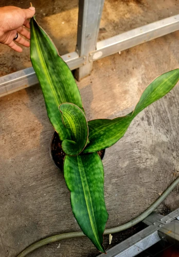 Sansevieria (9).webp