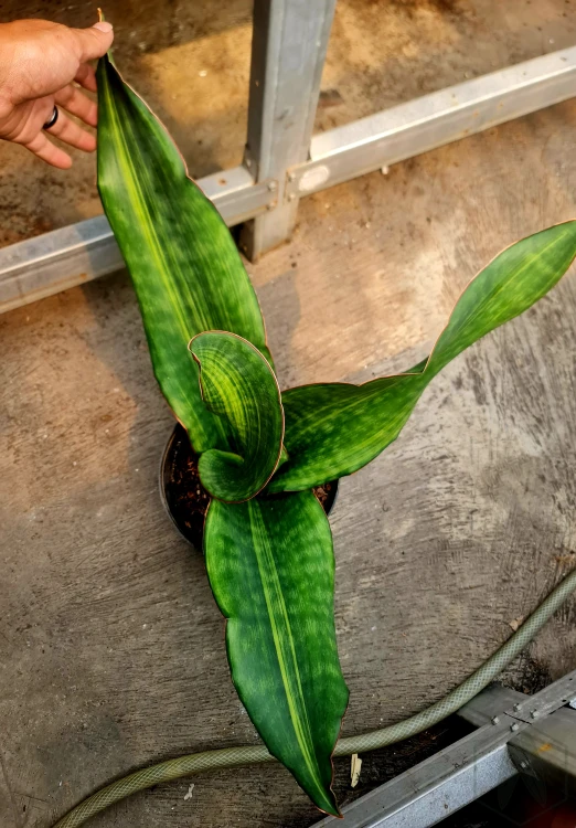 Sansevieria (9).webp