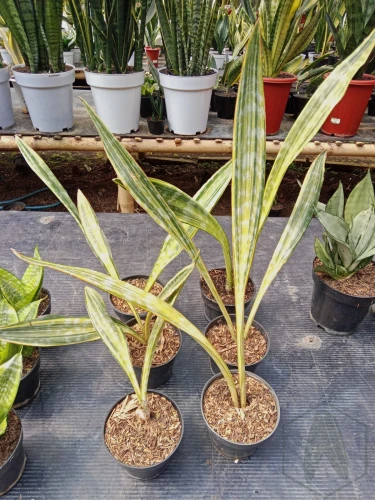 Sansevieria (10).webp