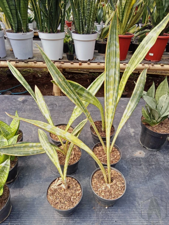 Sansevieria (10).webp