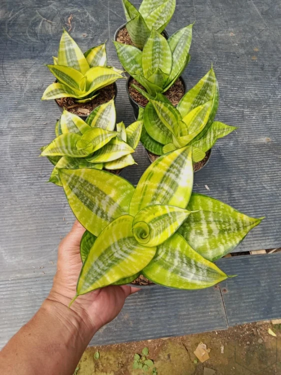 Sansevieria (11).webp