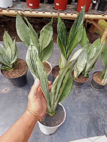Sansevieria (12).webp