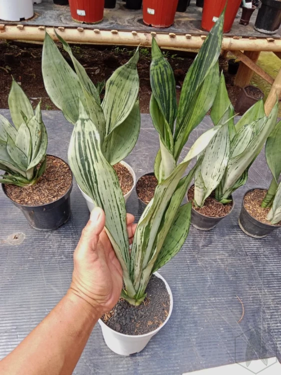 Sansevieria (12).webp