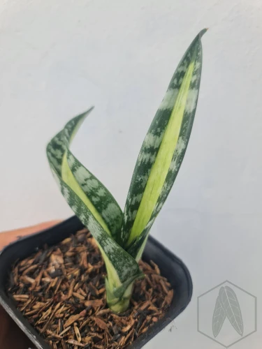 Sansevieria (13).webp