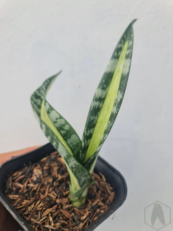 Sansevieria (13).webp