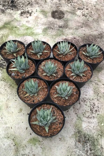 Haworthia (3).webp