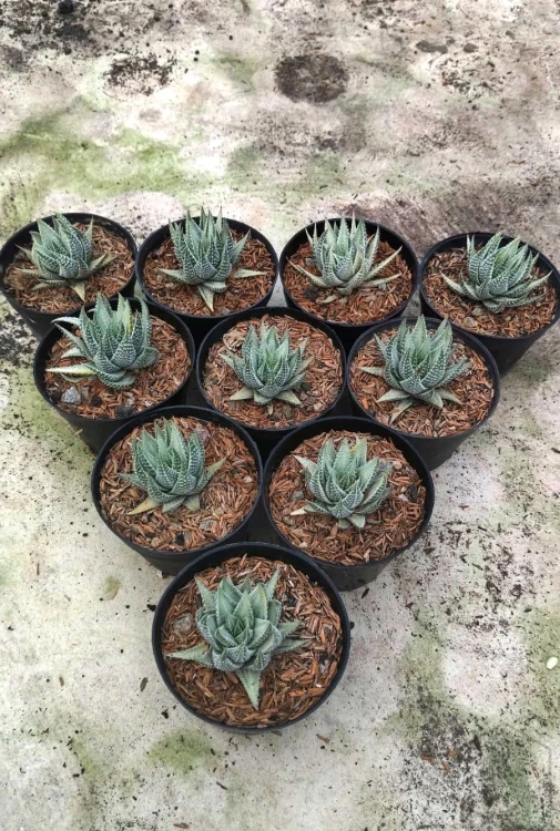 Haworthia (3).webp