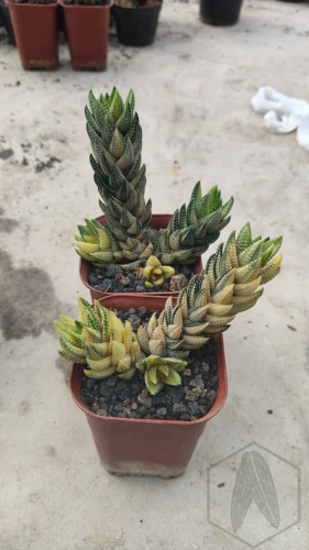 Haworthia (4).webp