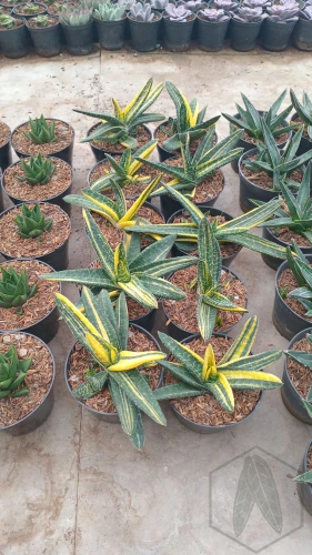 Gasteria (2).webp