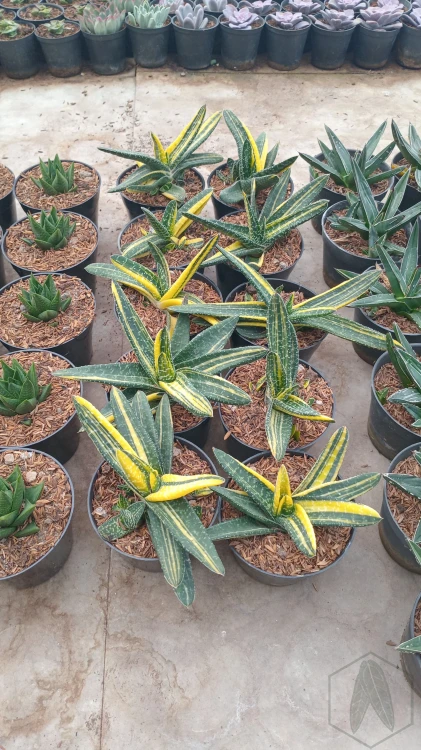 Gasteria (2).webp