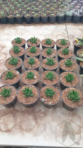 Haworthia (5).webp