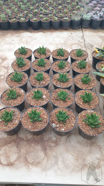 Haworthia (5).webp