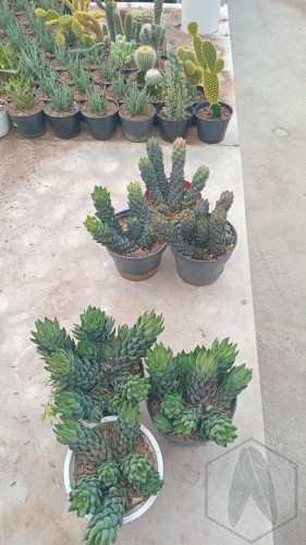 Haworthia (6).webp