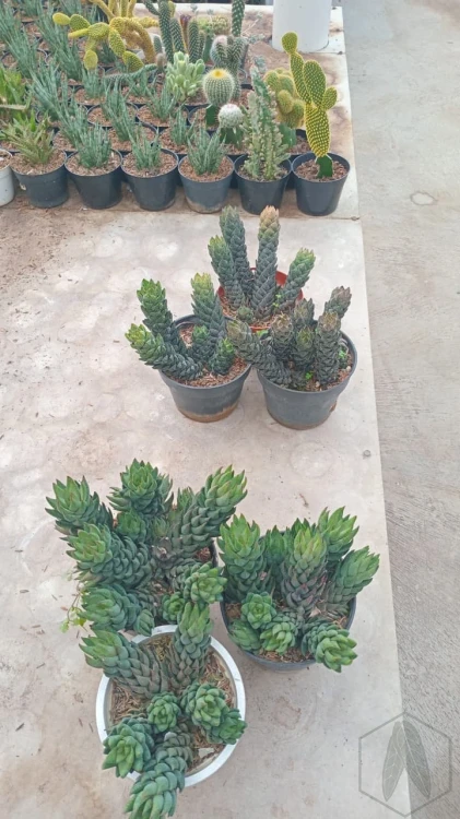 Haworthia (6).webp