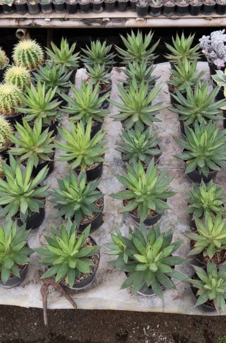 Agave (9).webp