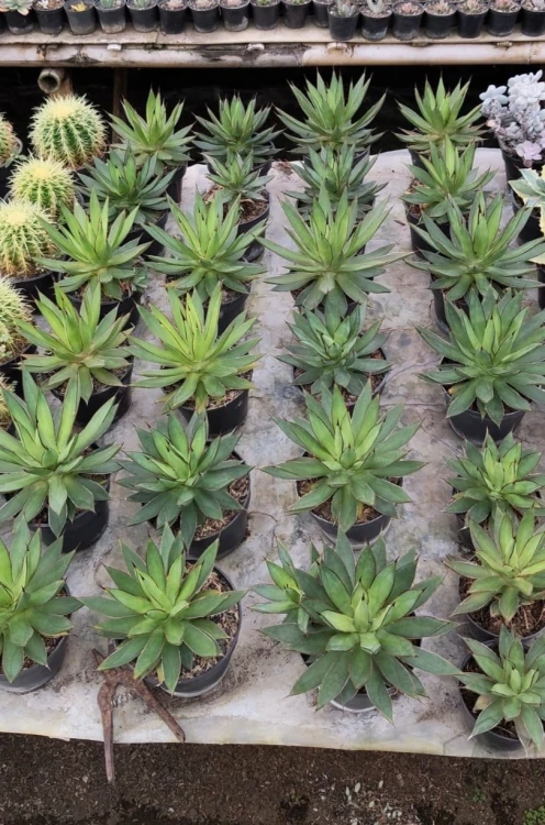 Agave (9).webp