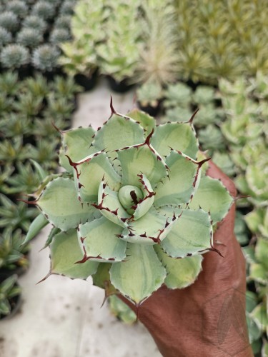 Agave potatorum lime green.jpg