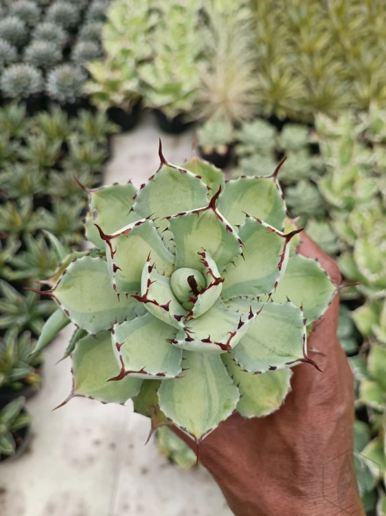 Agave potatorum lime green.jpg