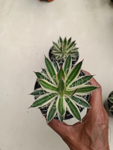 Agave (10).webp