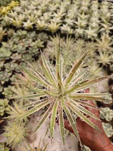 Agave (11).webp