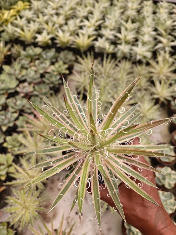 Agave (11).webp