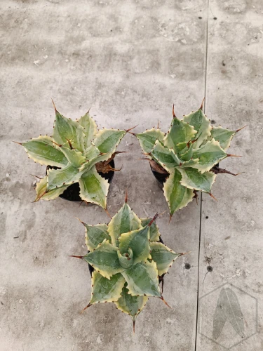 Agave (12).webp