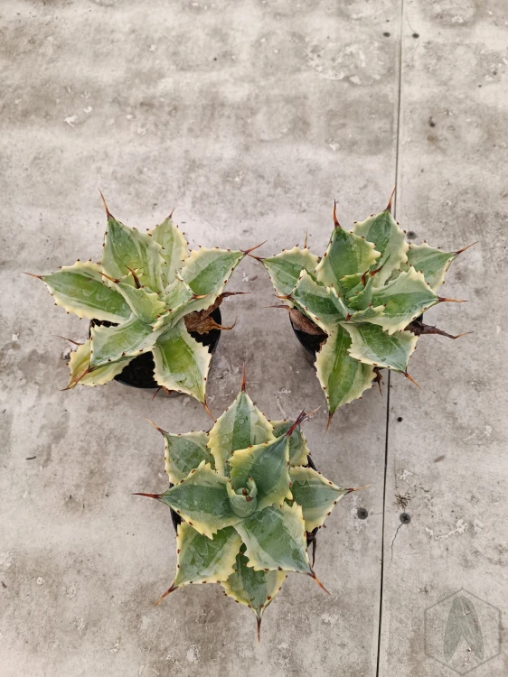Agave (12).webp