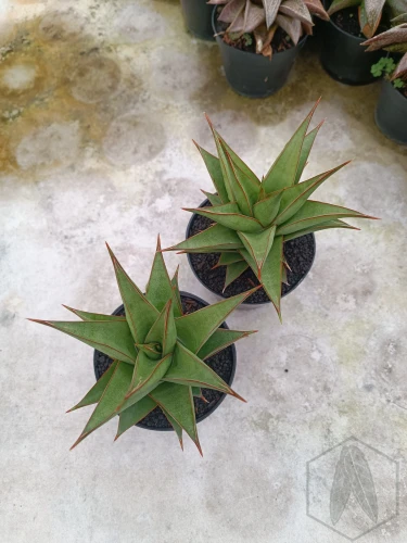 Sansevieria (14).webp