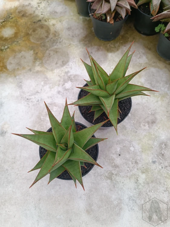 Sansevieria (14).webp