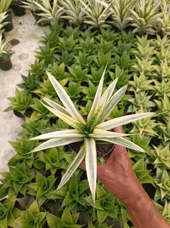 Sansevieria (15).webp