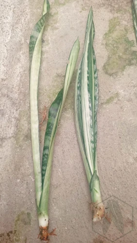 Sansevieria (16).webp