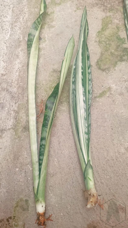 Sansevieria (16).webp