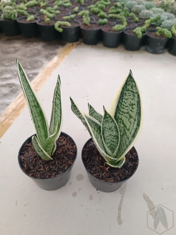 Sansevieria (17).webp