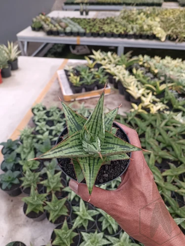 Sansevieria (18).webp