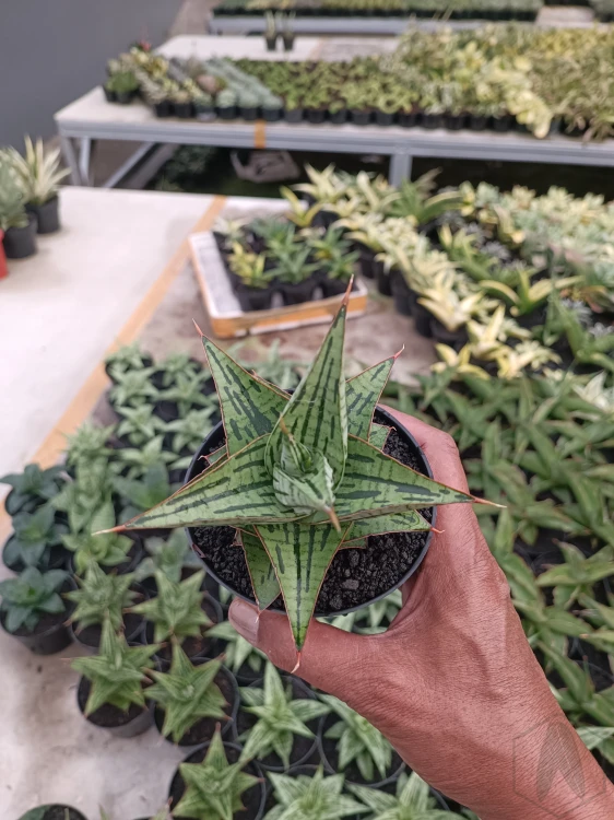 Sansevieria (18).webp