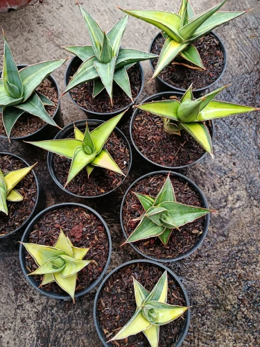 Sansevieria (19).webp