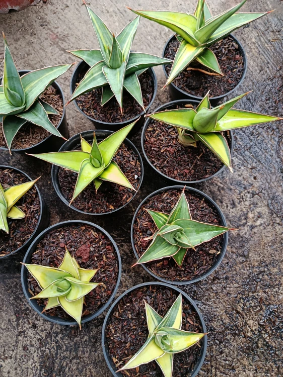 Sansevieria (19).webp