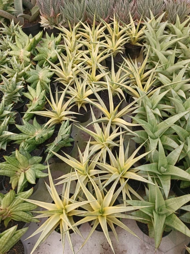 Sansevieria (20).webp
