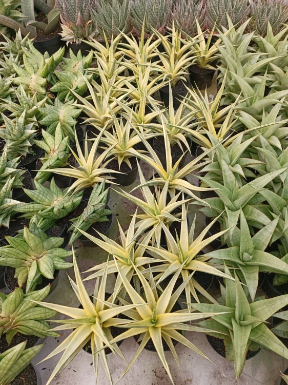 Sansevieria (20).webp