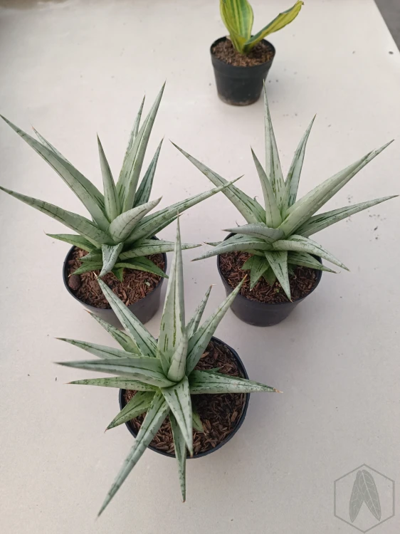 Sansevieria (21).webp