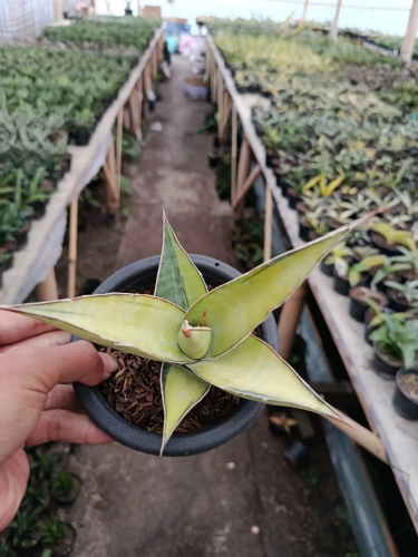 Sansevieria (22).webp