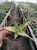 Sansevieria (22).webp